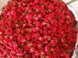 Button Roses 2