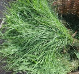 Garika ( Dhruva Grass ) 1