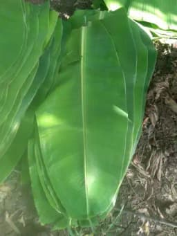 Banana Leaves ( అరటి ఆకు) 2