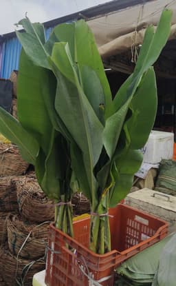 Banana Trees 1