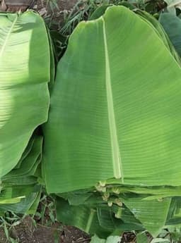Banana Leaves ( అరటి ఆకు) 3