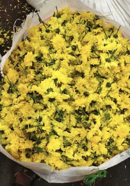 Yellow Chamanthi 2