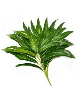Mango Leaves 2