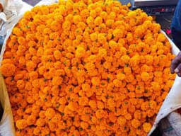 Orange Banthi 2