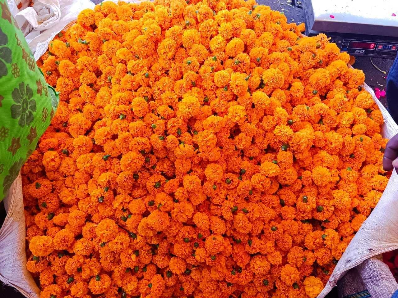 Orange Banthi