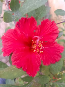 Hibiscus ( మందార పువ్వు ) 1