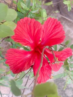 Hibiscus ( మందార పువ్వు ) 3