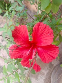 Hibiscus ( మందార పువ్వు ) 2