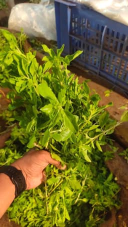 Tulasi Patri ( తులసి ఆకు ) 3