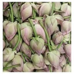 Pink Lotus 3