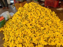 Yellow Chamanthi 1
