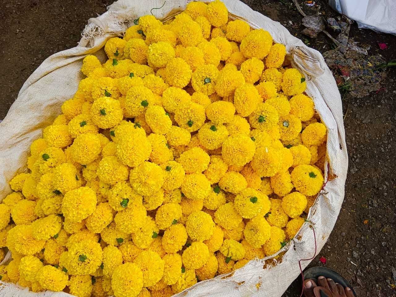 Yellow Banthi