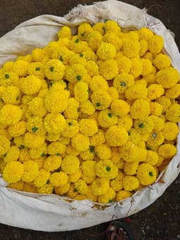Yellow Banthi 2