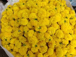 Yellow Banthi 3