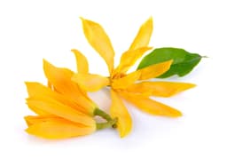 Sampangi Flowers 2