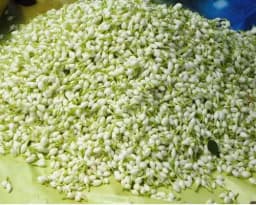 Mallelu Flowers 2