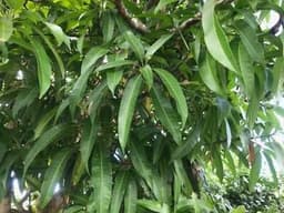 Mango Leaves 1