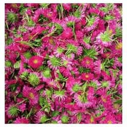 Purple Sevanthi 1