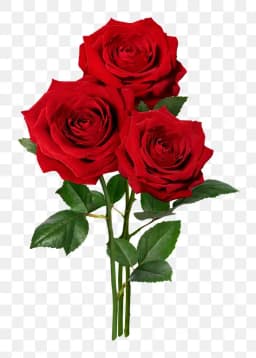Red Rojes 2