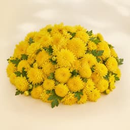 Yellow Sevanthi 1