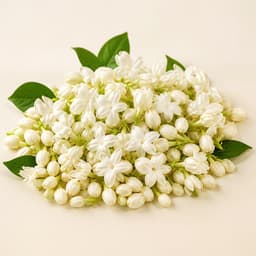 Rare Jasmine 1