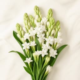 White Tuberose 1