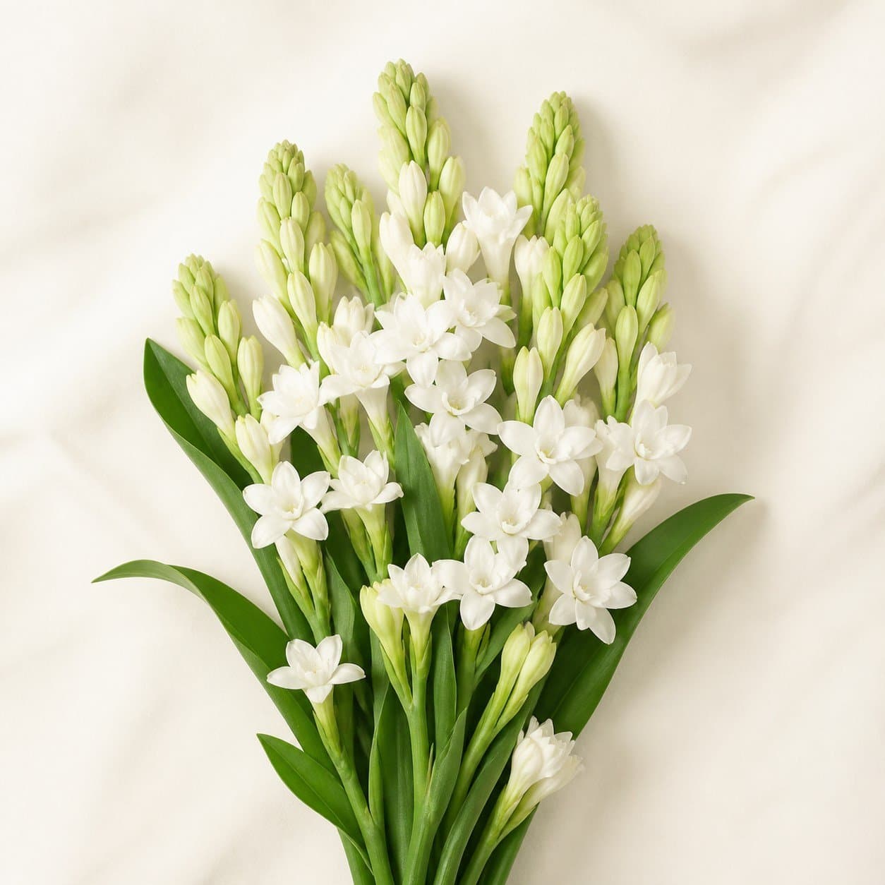 White Tuberose
