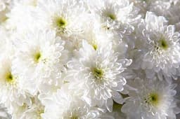 White Chamanthi 1