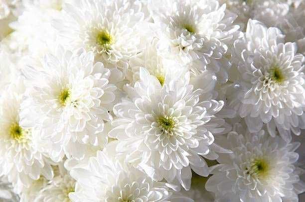 White Chamanthi