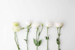 White Rojes 2