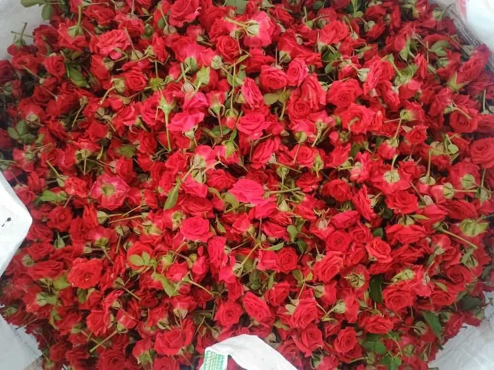 Button Roses