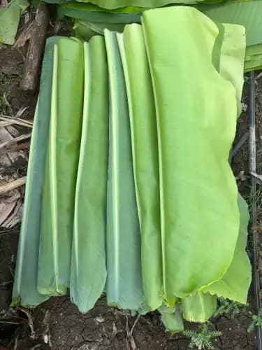 Banana Leaves ( అరటి ఆకు)