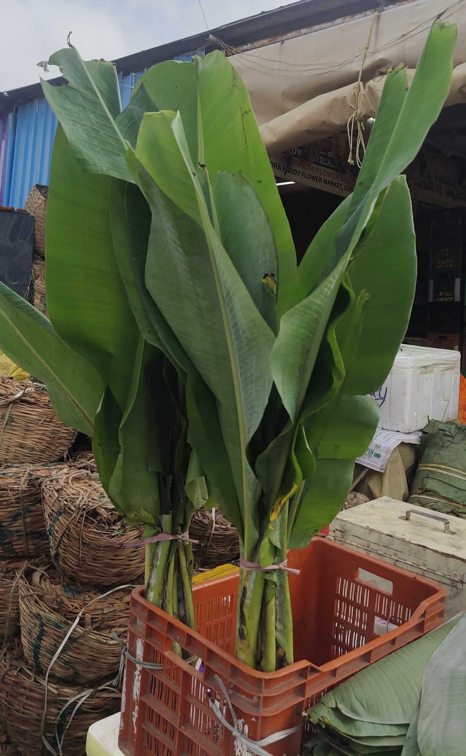 Banana Trees