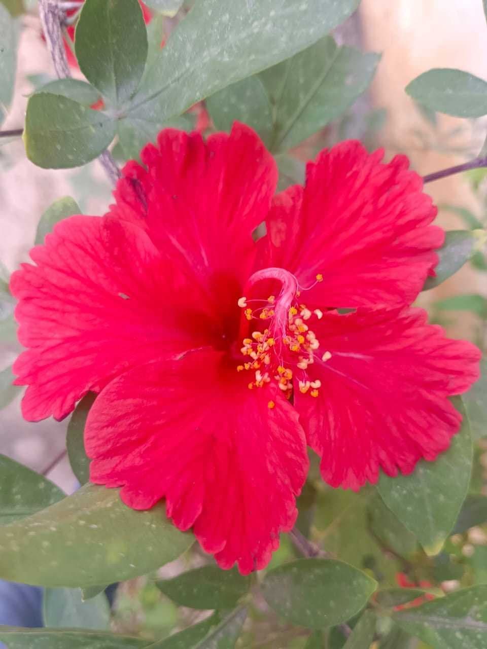 Hibiscus ( మందార పువ్వు )