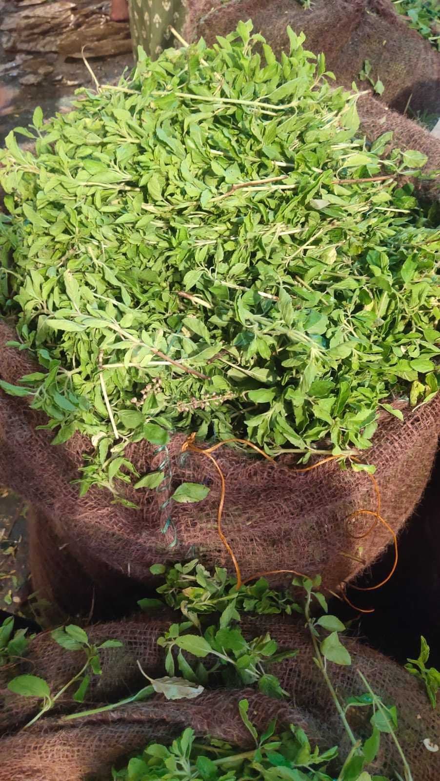 Tulasi Patri ( తులసి ఆకు )